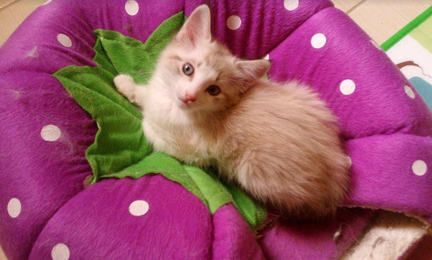 Mimi, 2 months old