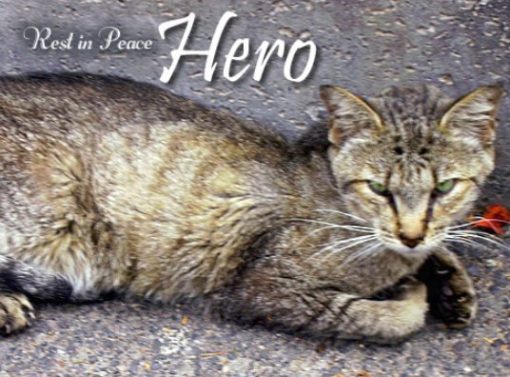 RIP Hero, a very special feral cat.