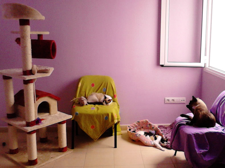 Cat shelter shaping up nicely!