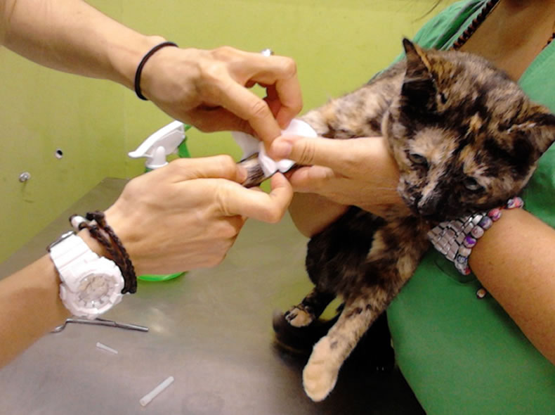 Maya's first vet check up!