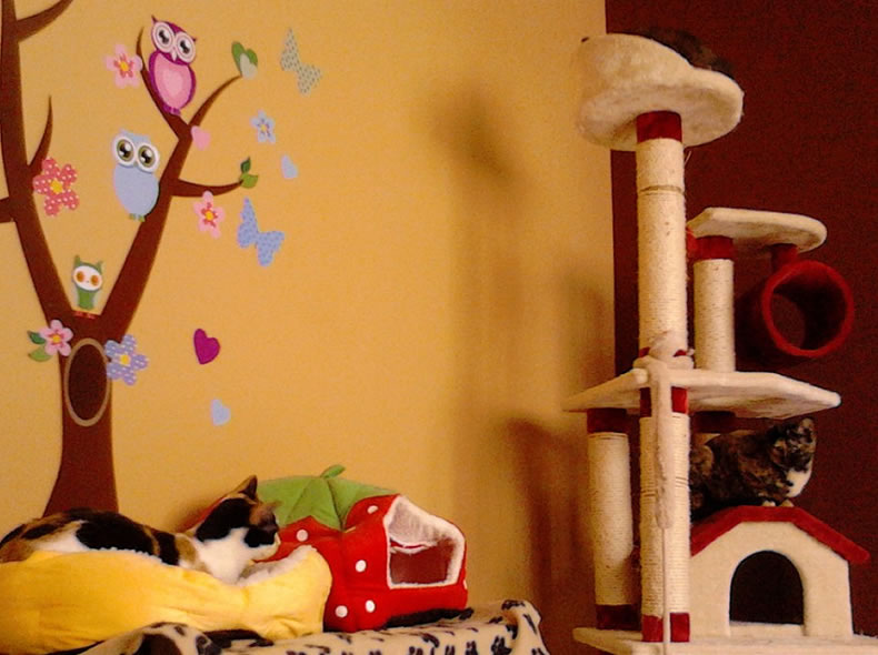 Cat Room 3 new setting!