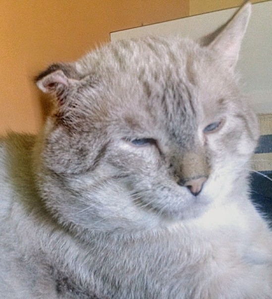 Bono is our FIV+ senior rescue