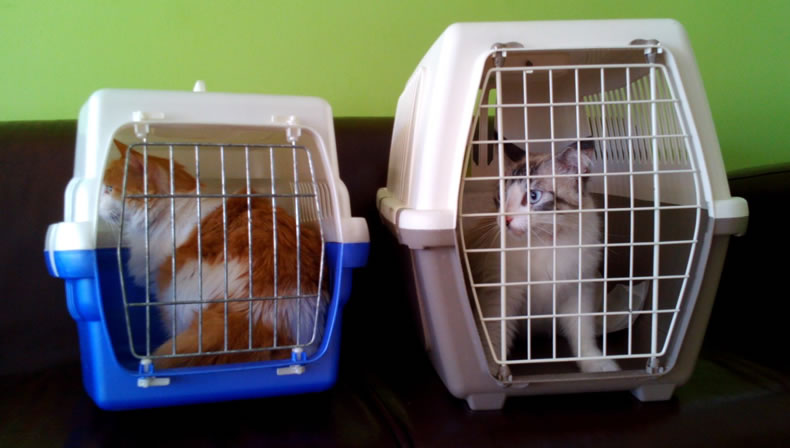 Angel & Chloe