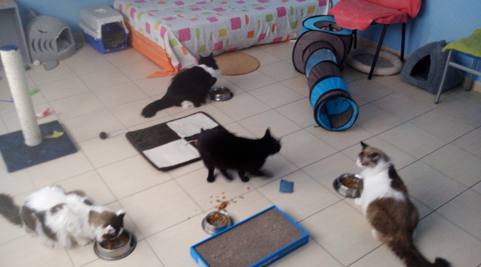 Cat Room 2 new look