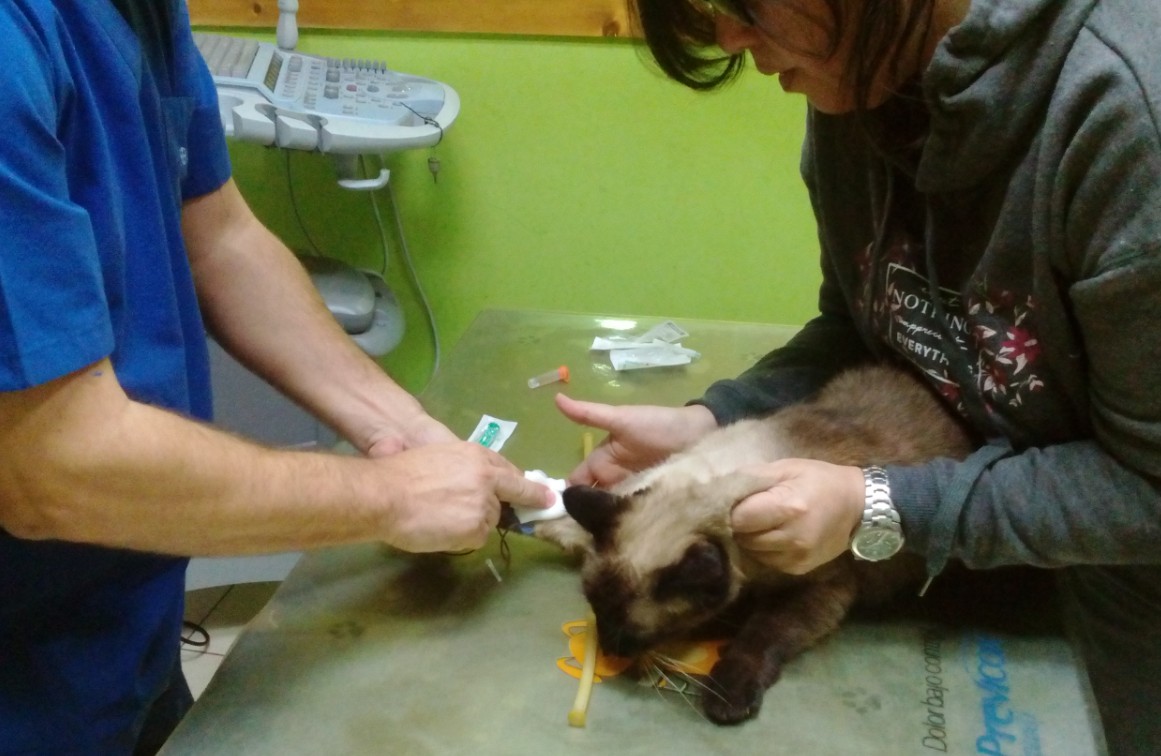 Jasmine’s thyroid problems have worsened