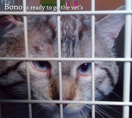 Bono is ready to go to the vet's!