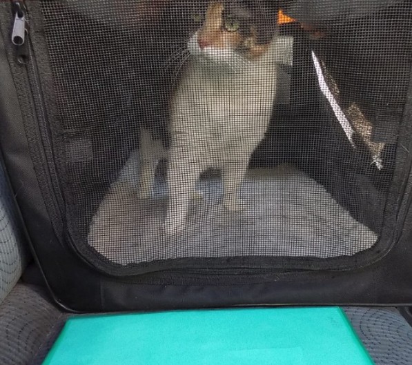 Gigi at the vet's