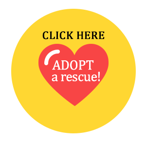 Adopt a rescue TODAY!