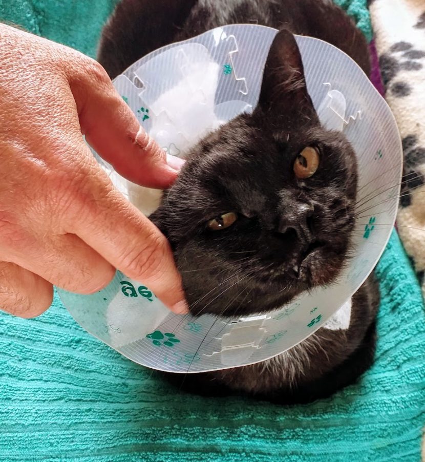 FeLV+ rescue Negrita rushed to the vet hospital after a large infected wound was found in her anal area.