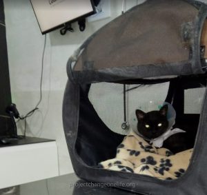 Negrita Vet Visit March 2020