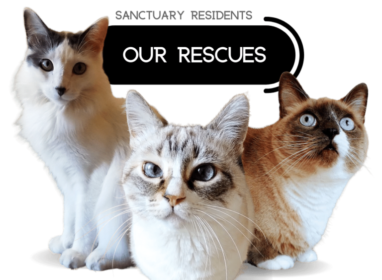 to our Cat Sanctuary site Change One Life