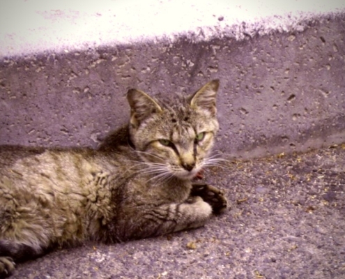 Hero, Paul's unforgettable feral cat