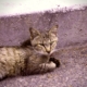 Hero, Paul's unforgettable feral cat