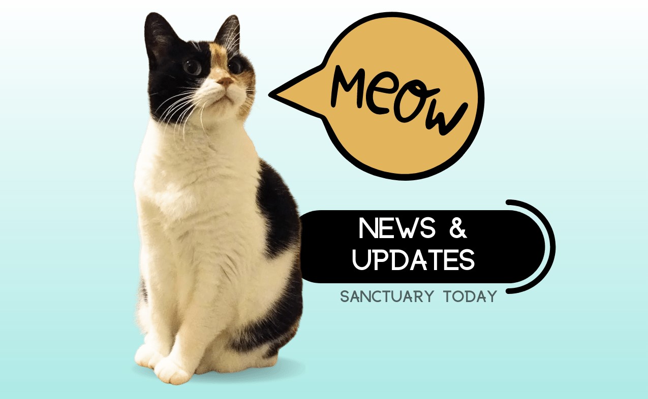 Cat Sanctuary News and Updates Change One Life