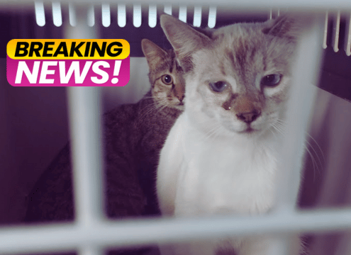BREAKING NEWS!!!