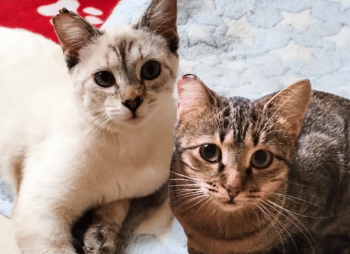 Cheeky and Frankie, our latest rescue.