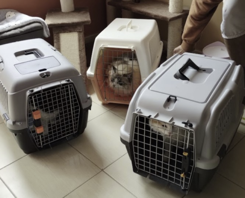 Gigi, Angel and Chloé moved to a new catroom!