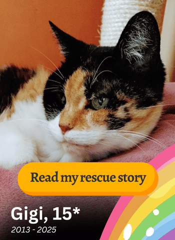 Gigi RIP rescue story