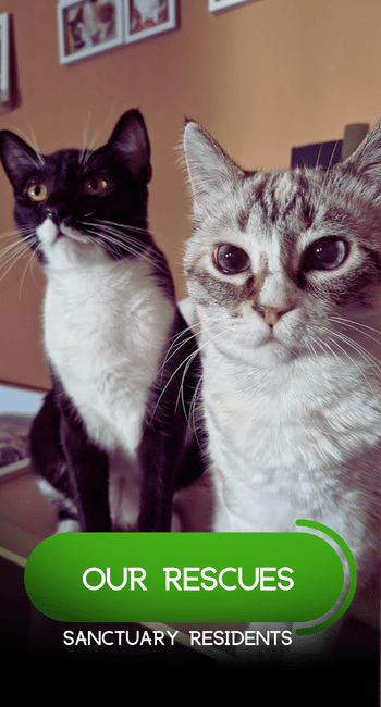 OUR RESCUES 2026