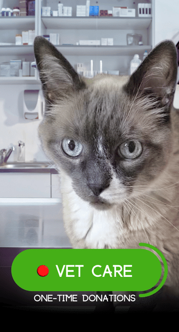 VET CARE FUND ONE TIME DONATIONs 2026