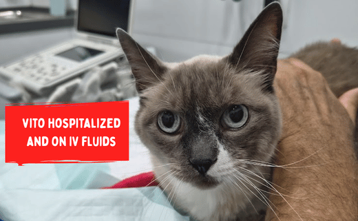 Vito hospitalized and won IV fluids